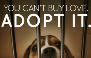 adopt