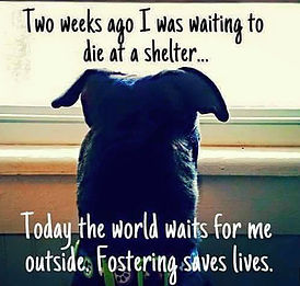 fostering_01